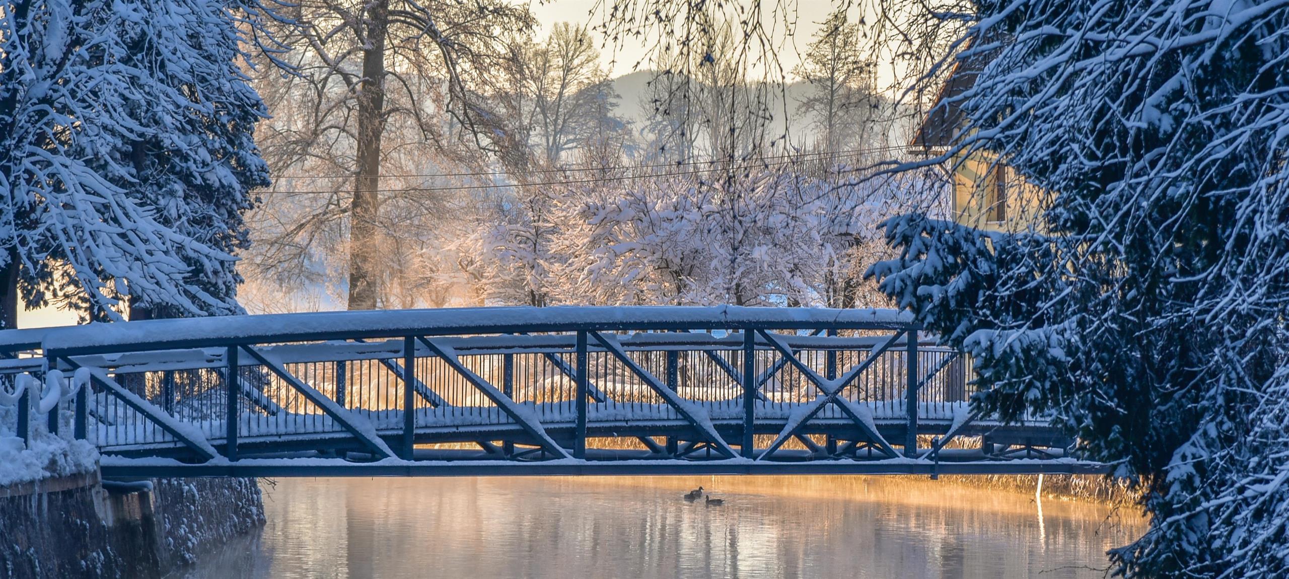 Brv na Gallusovem nabrežju